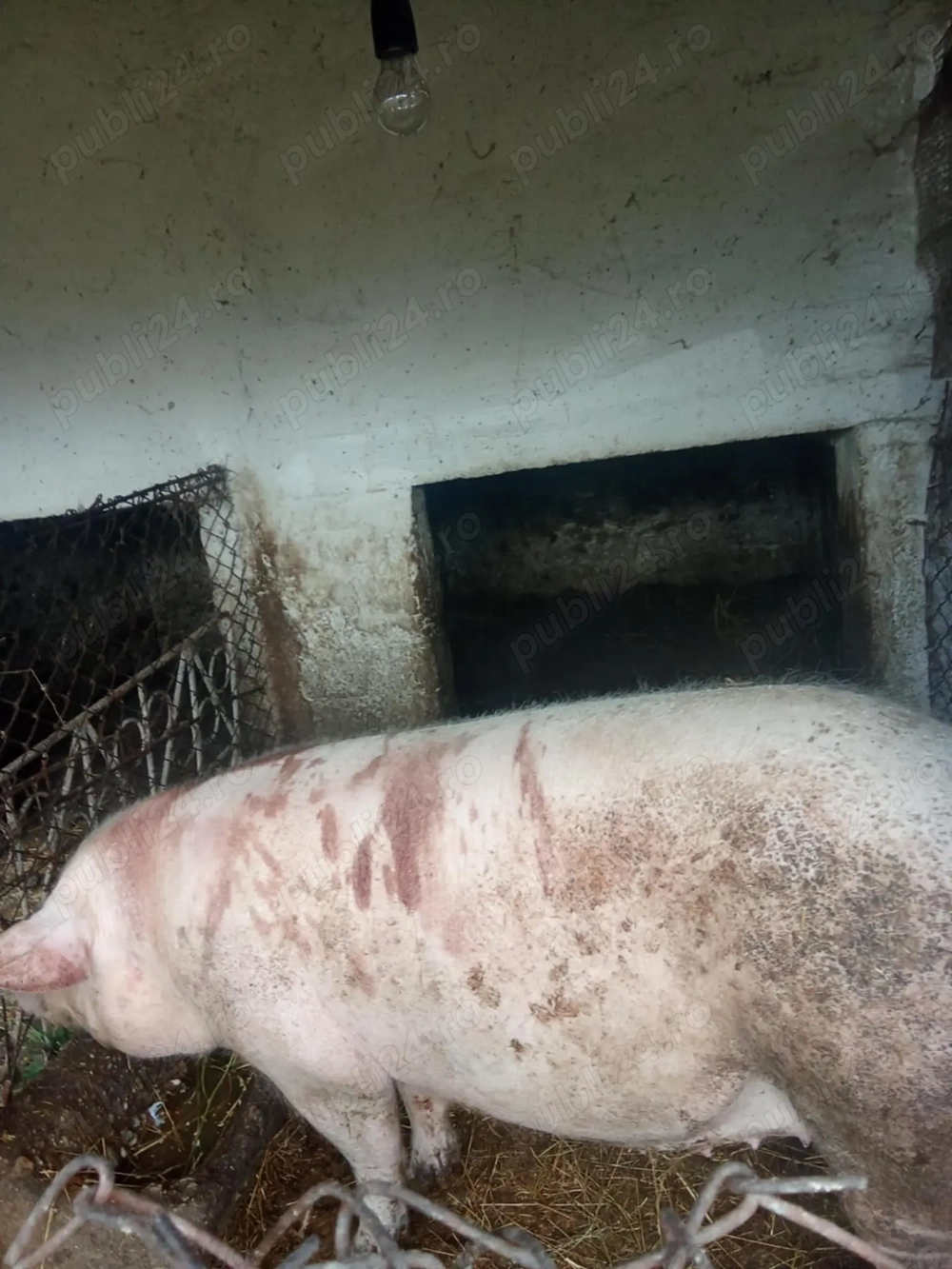 Porci crescut la curte 
