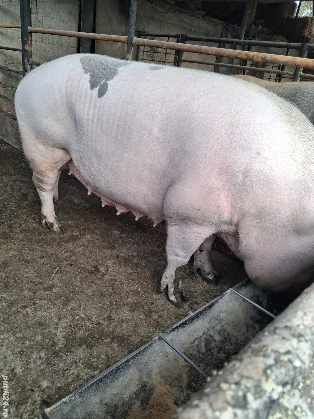 de vânzare 2 scroafe 250..270 kg ofer transport 