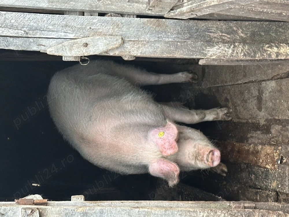 Porc de vânzare 
