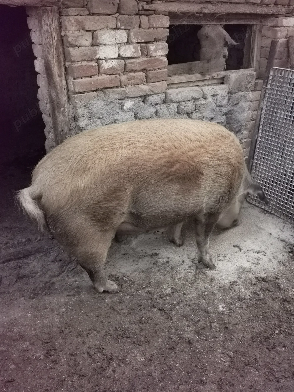 Vând porci rasa de carne! 