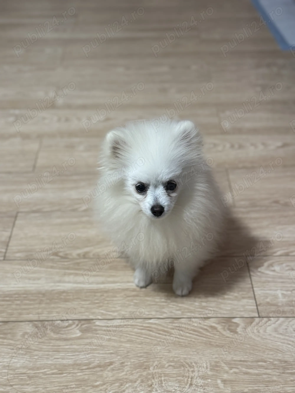 Pomeranian băiețel 
