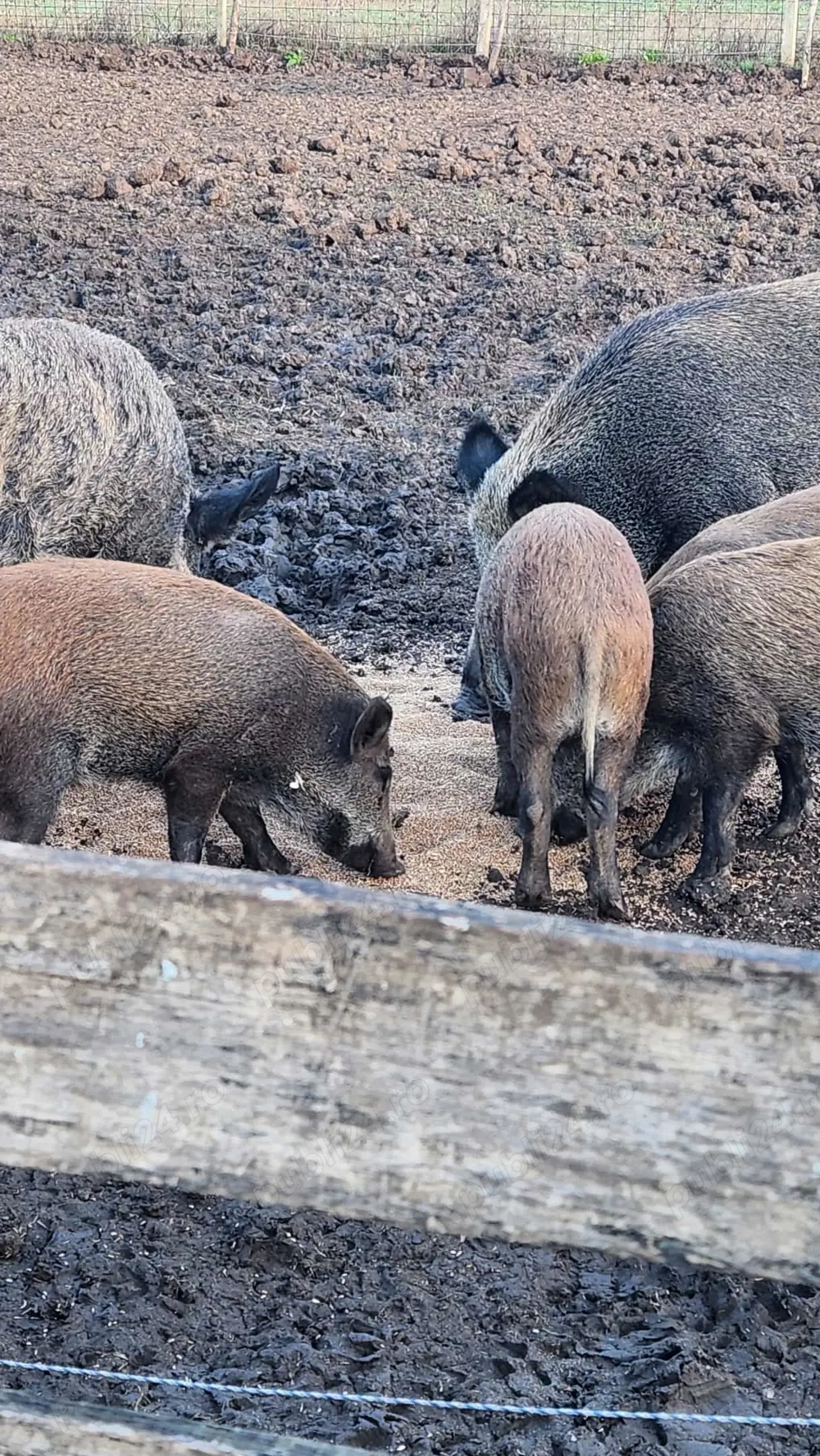 Grăsuni de mistreț .