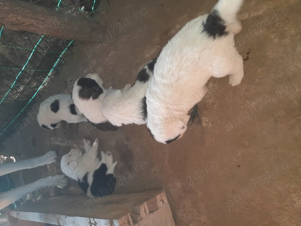 Vând căței asia central 