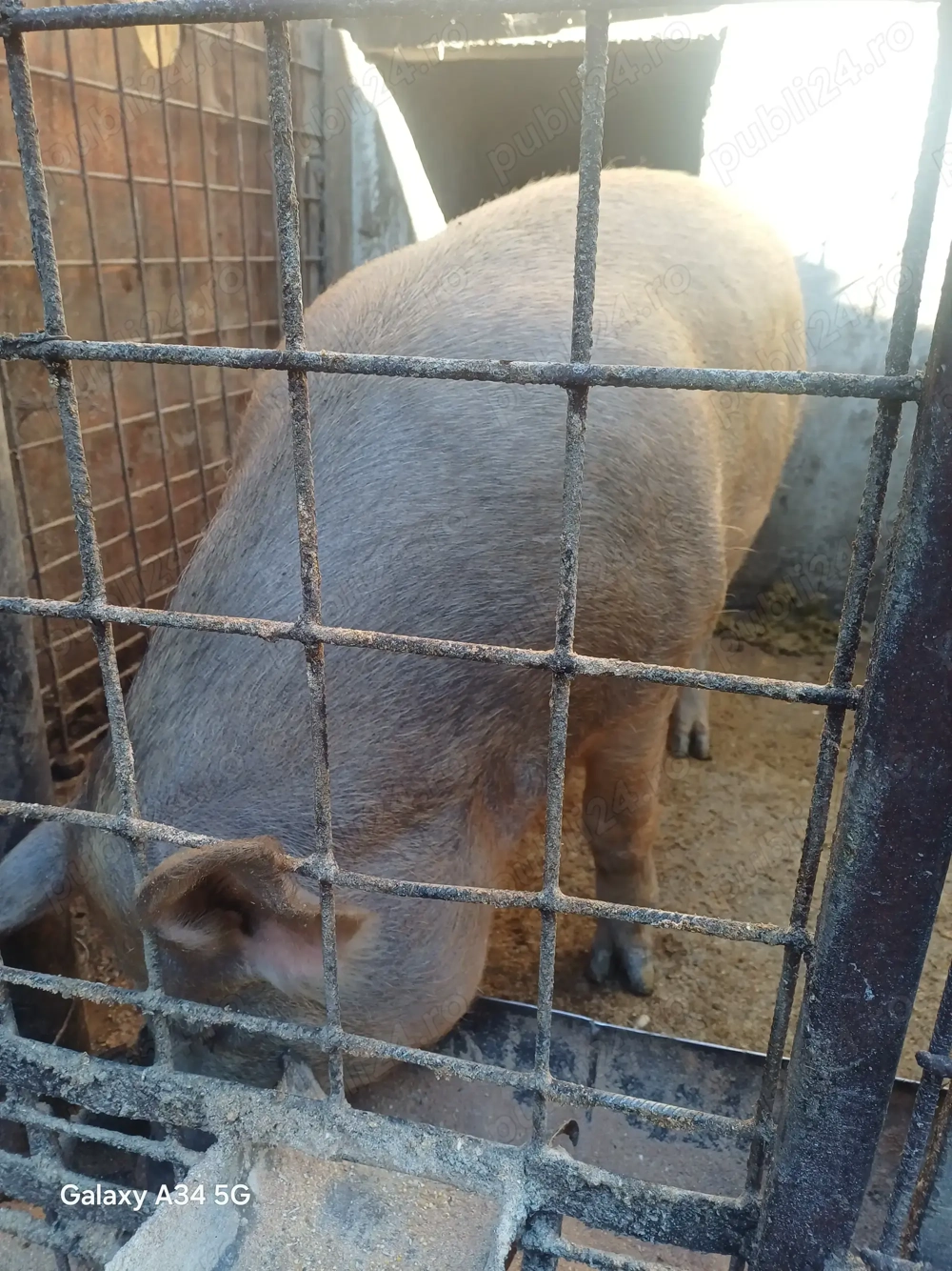 Purcea duroc 190 kg