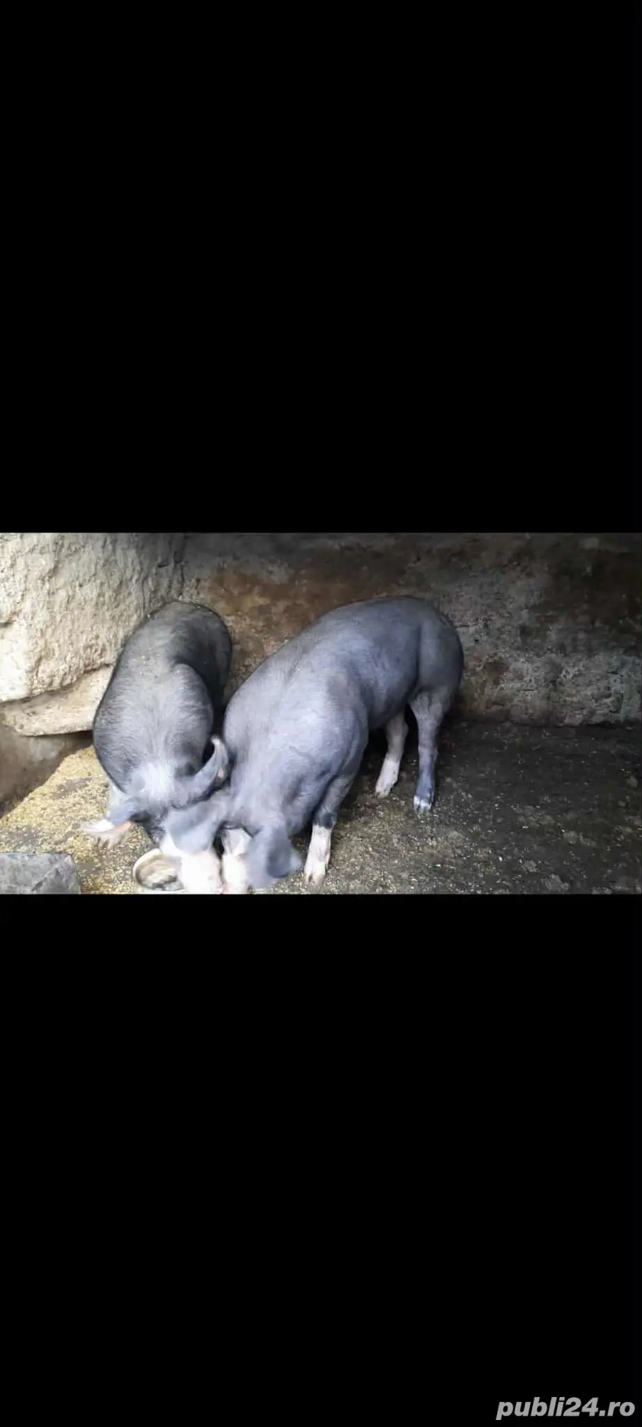 porci pentru Crăciun 