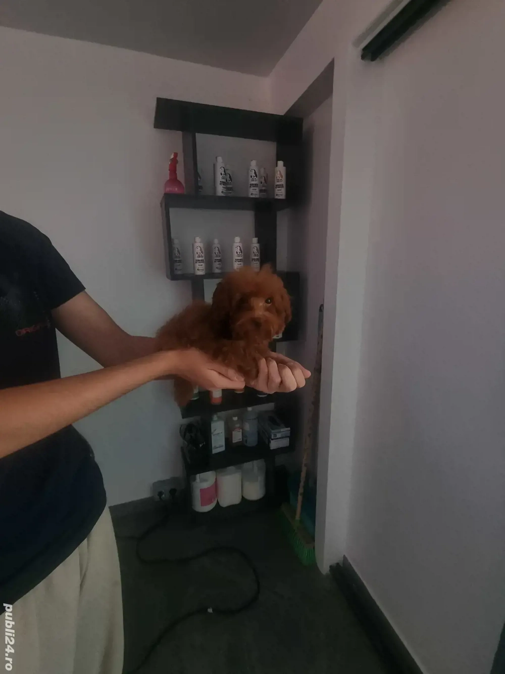 Pudel red baietel  si fetita