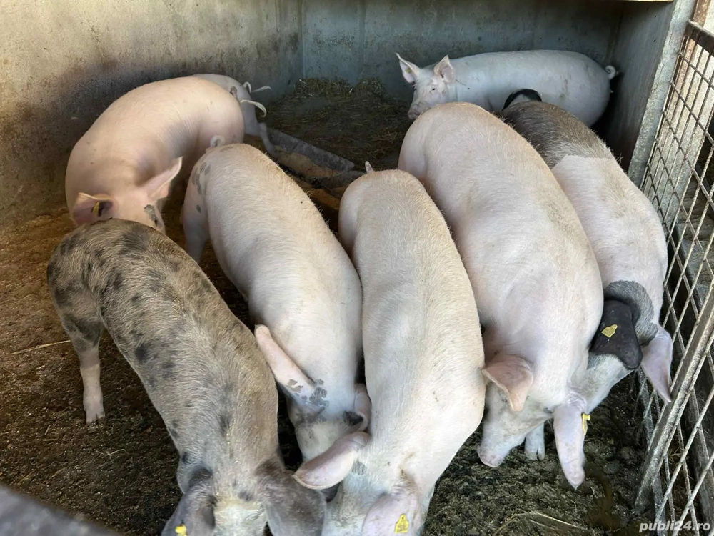 porci de vânzare 