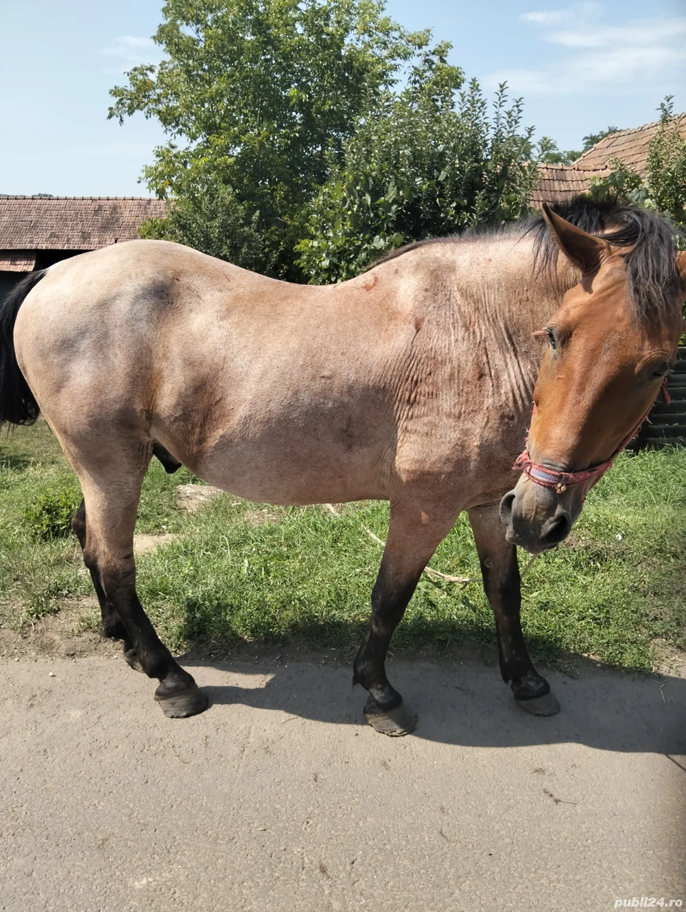 vând cal garantat la ham 