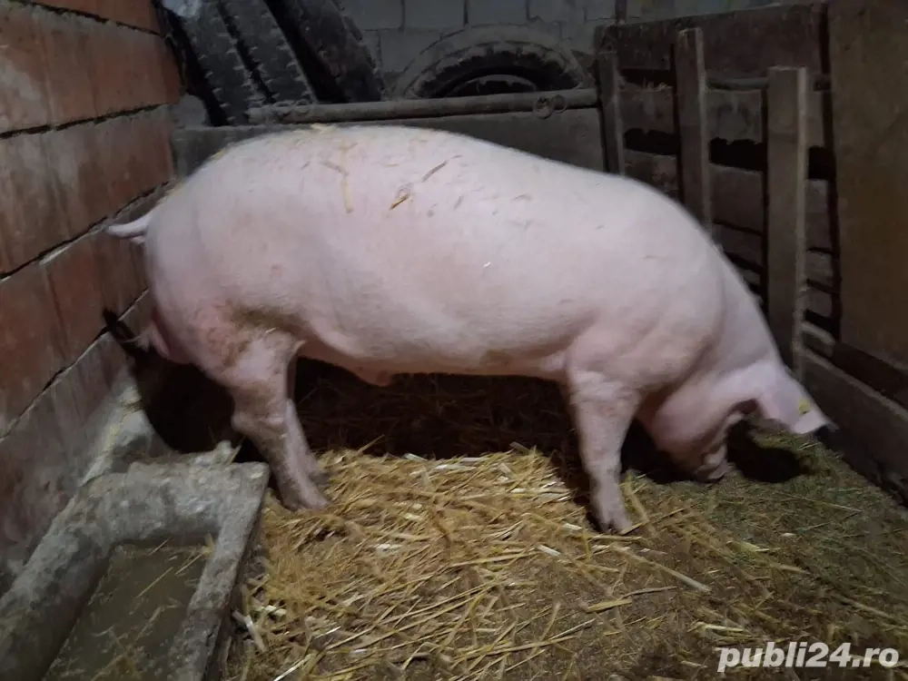   vand sau schimbi vier sau schimb cu vitei sau ponei sau lucerna