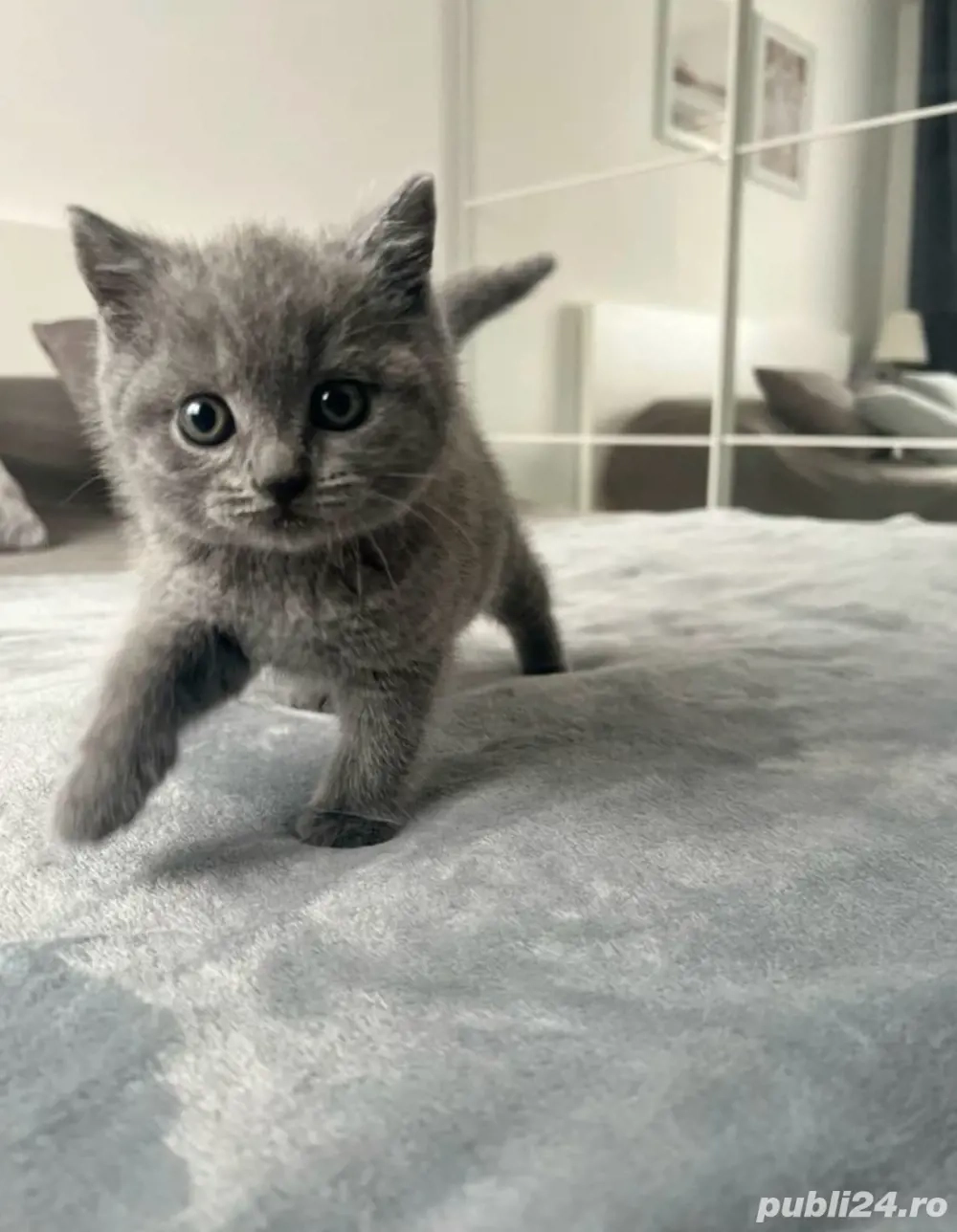Pui british shorthair