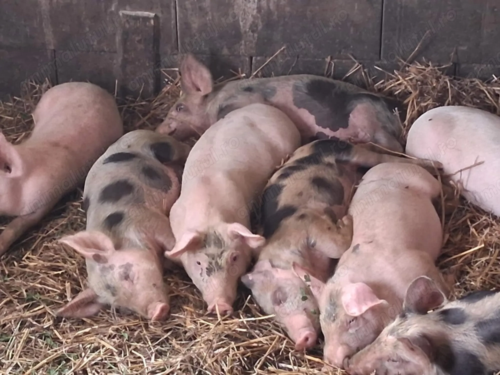 Vând purcei crescuți cu cereale, 20-35kg, 400-600 lei