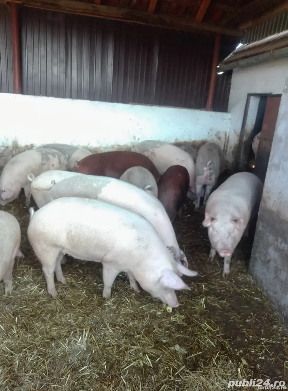 Porci de vânzare pentru crăciun 