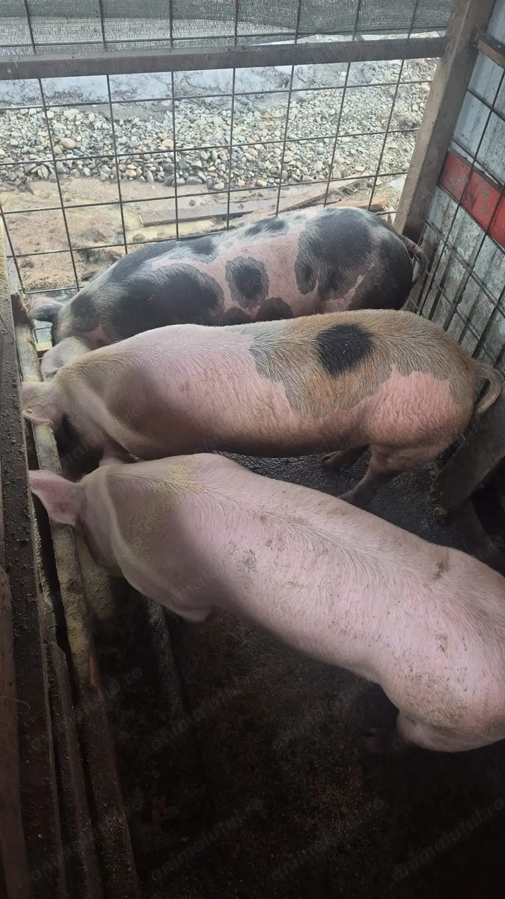 Vand porci crescuri bio  