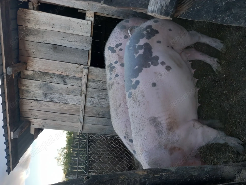 Vând unul din cei doi 