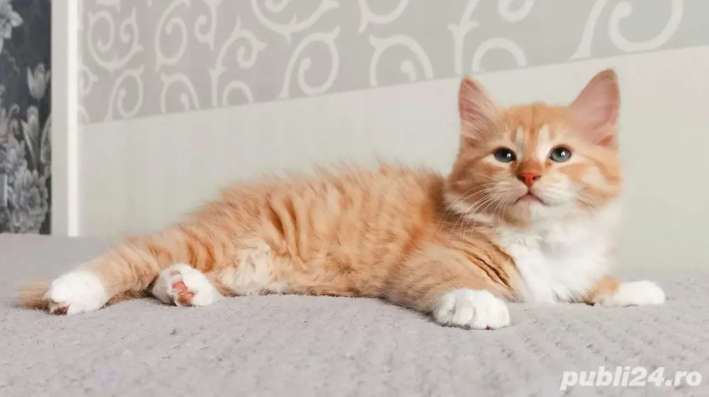 Siberiana de padure pui