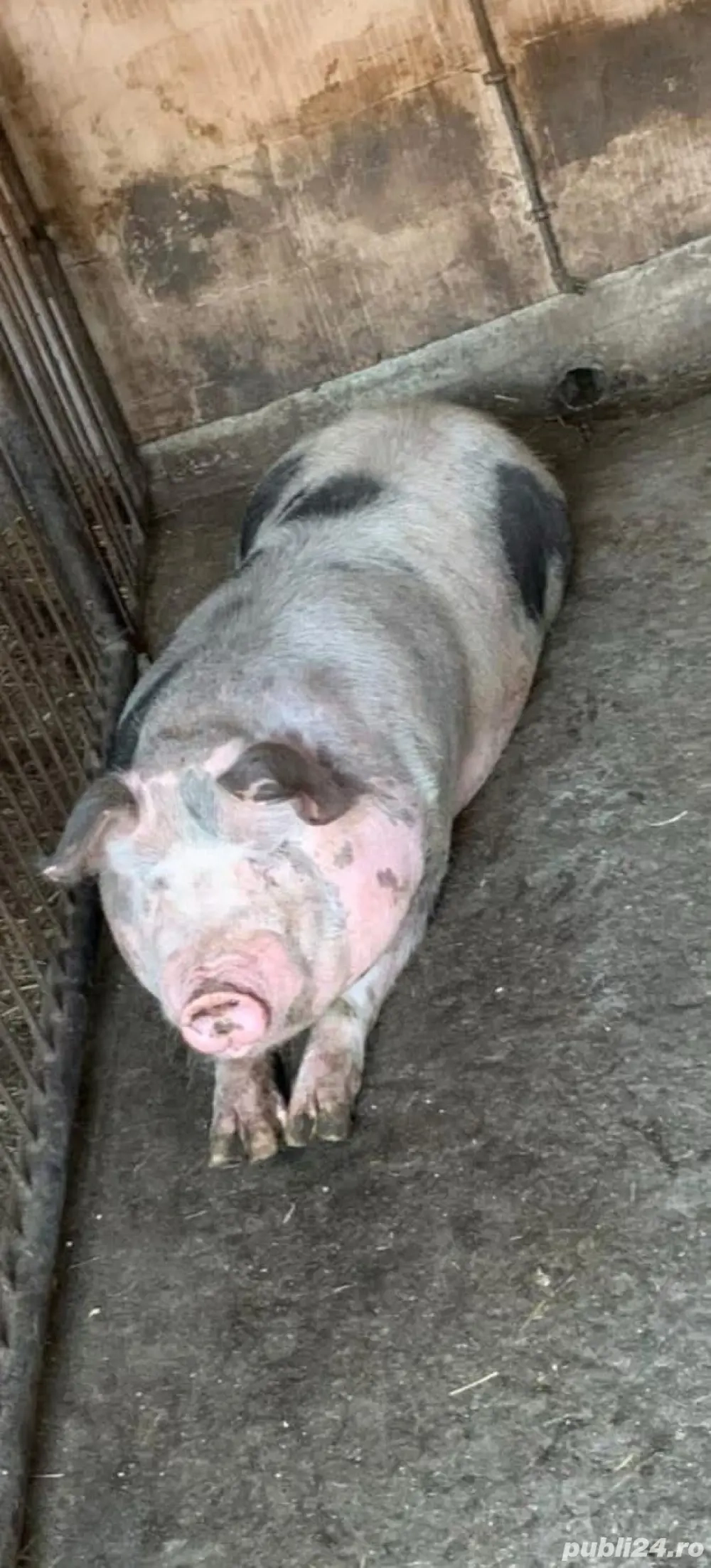 Porc de vanzare 