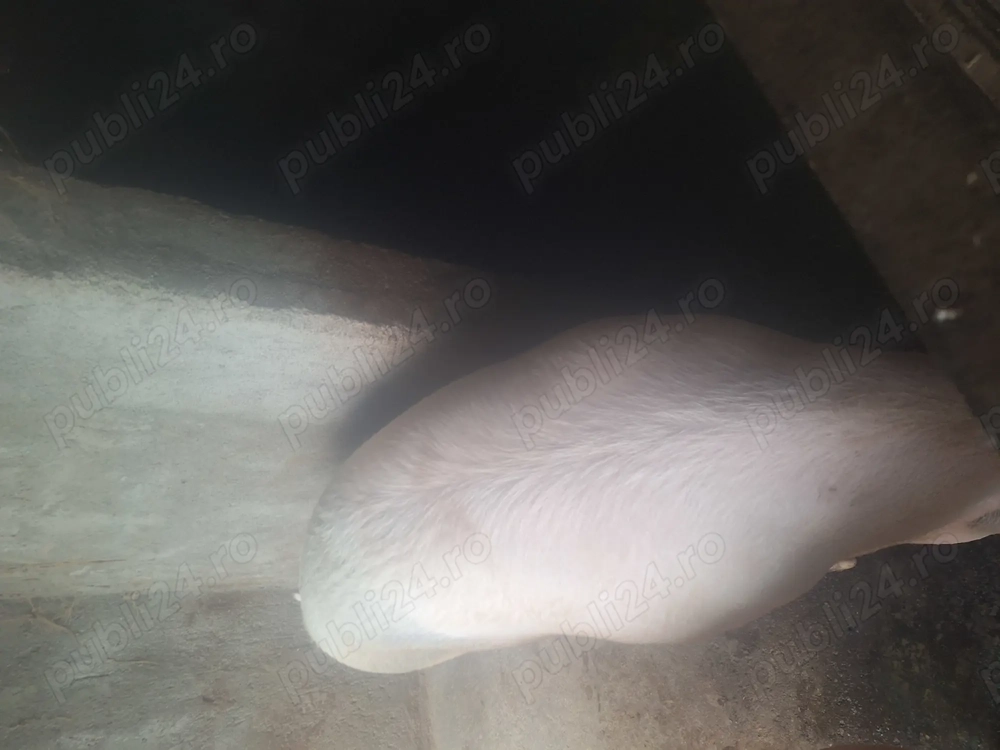 Vând porc de Craciun