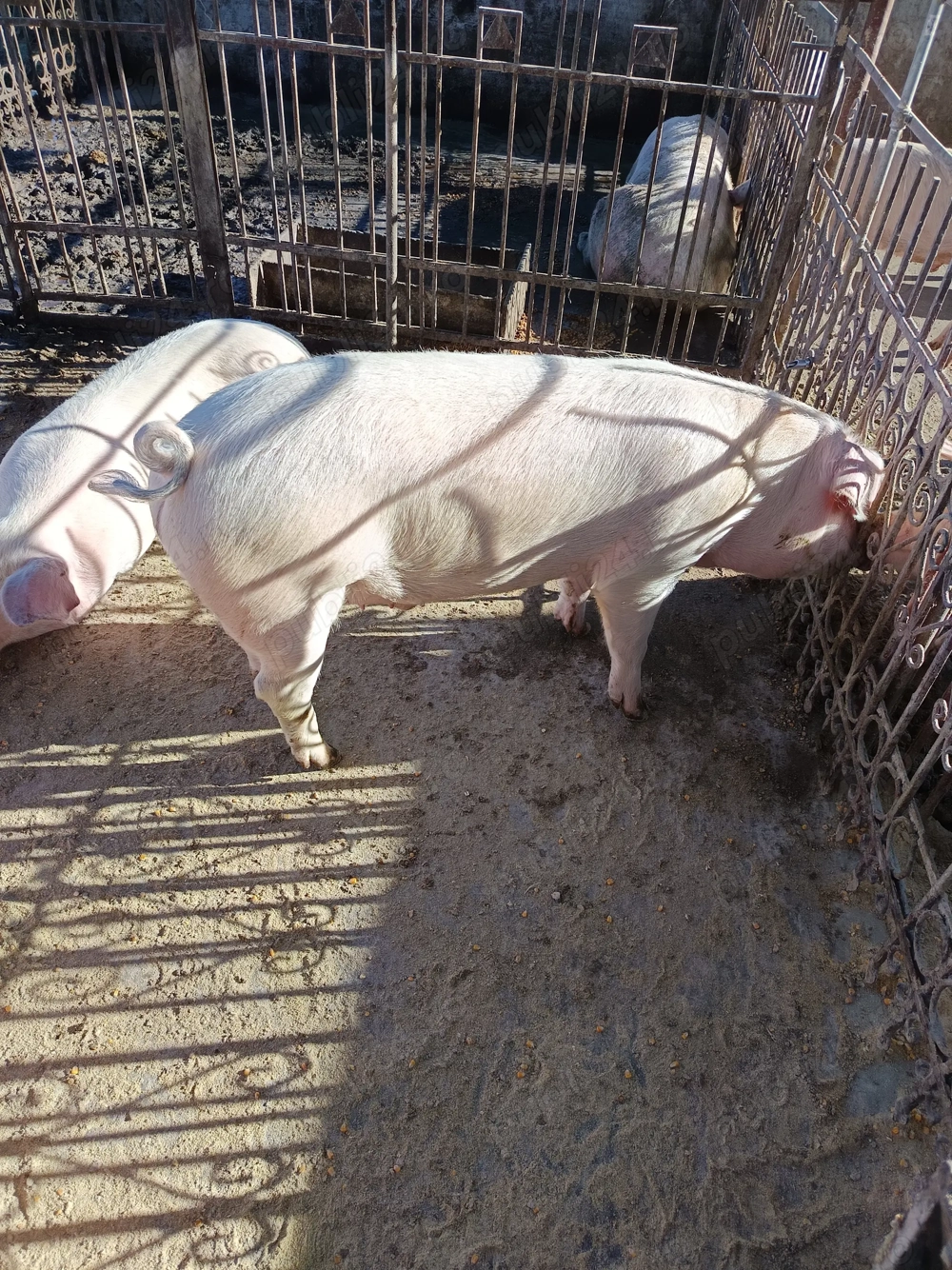 De vânzare doi porci și o scroafa de reproducție F1