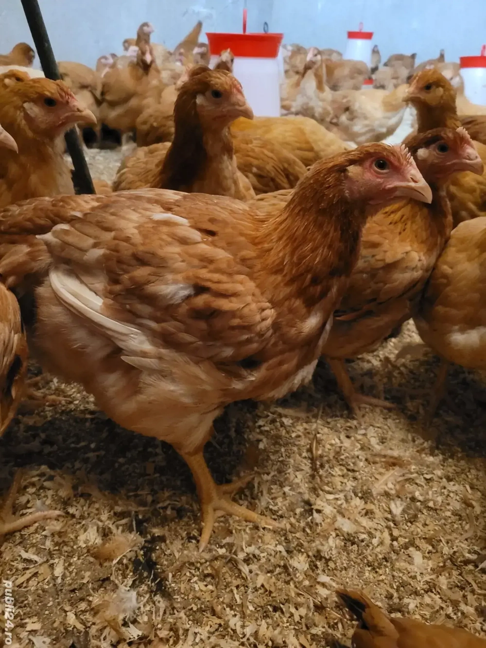 Puicuțe și cocoși Kabir 