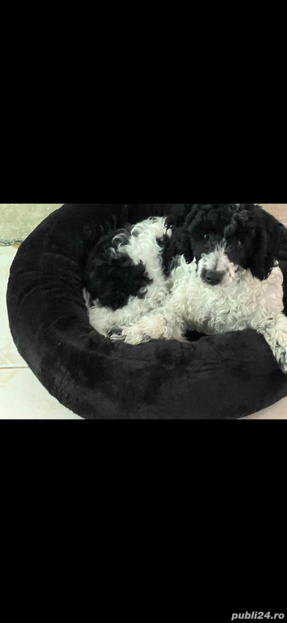 pui pudel fetiță 5 luni