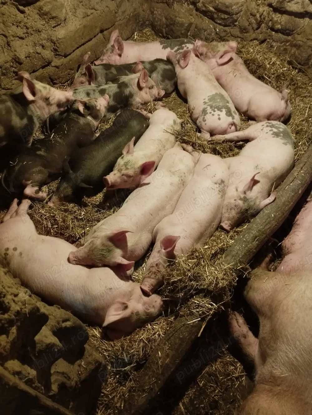 Porci rasa Pietrean mari și mici 