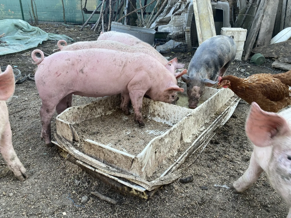 Godaci crescuți cu cereale 