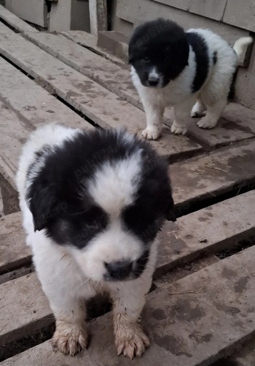 Vânzări animale domestice