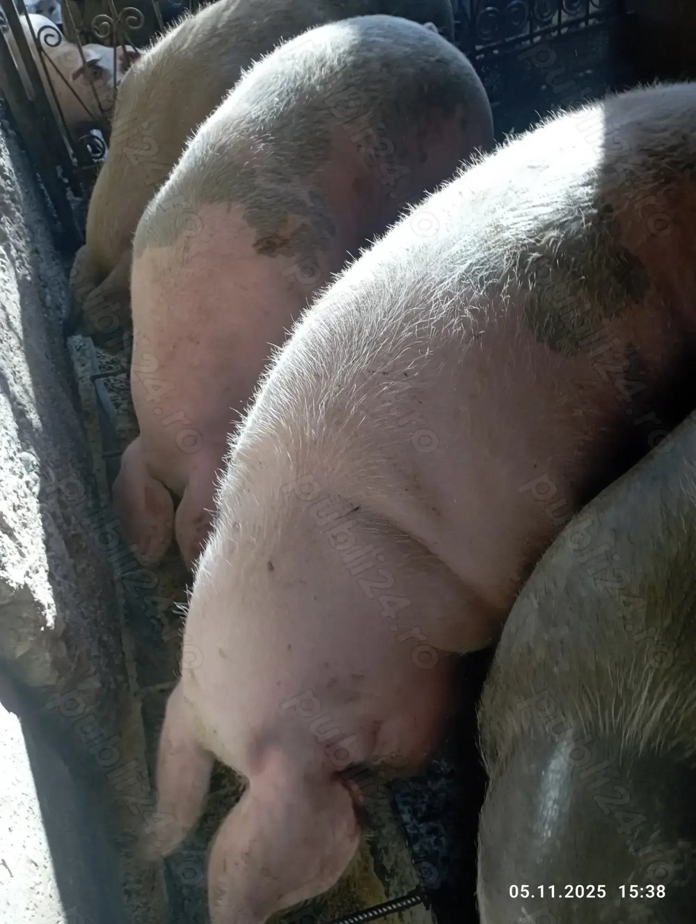 Vînd porcii satu nou de jos