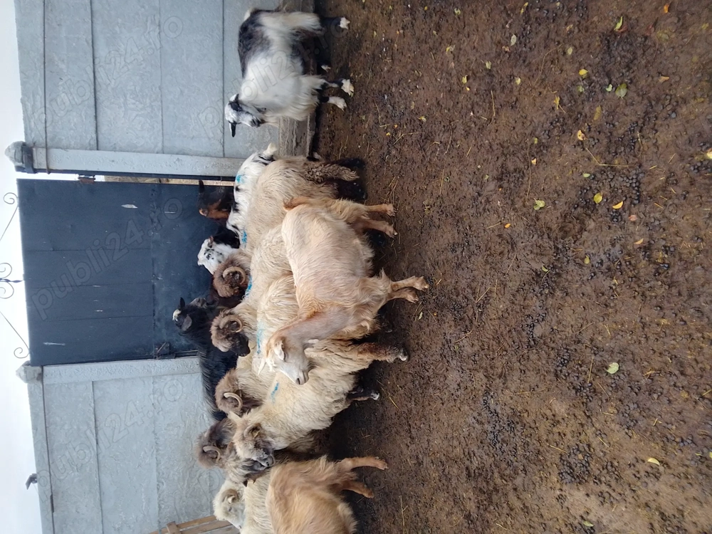 Vând 6 capre grase de tăiat 