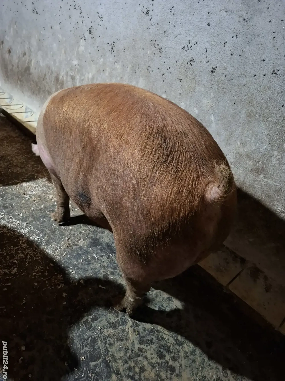 Porci de carne din gospodărie 200 Kg-260Kg