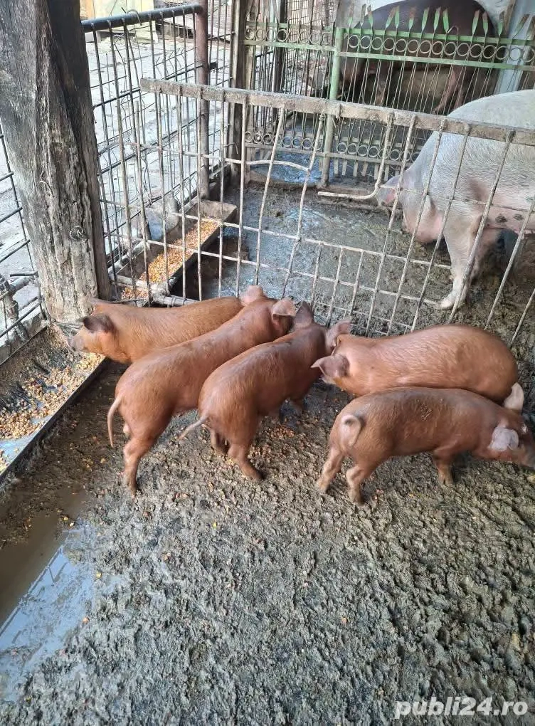 De vânzare ce se vede in poza