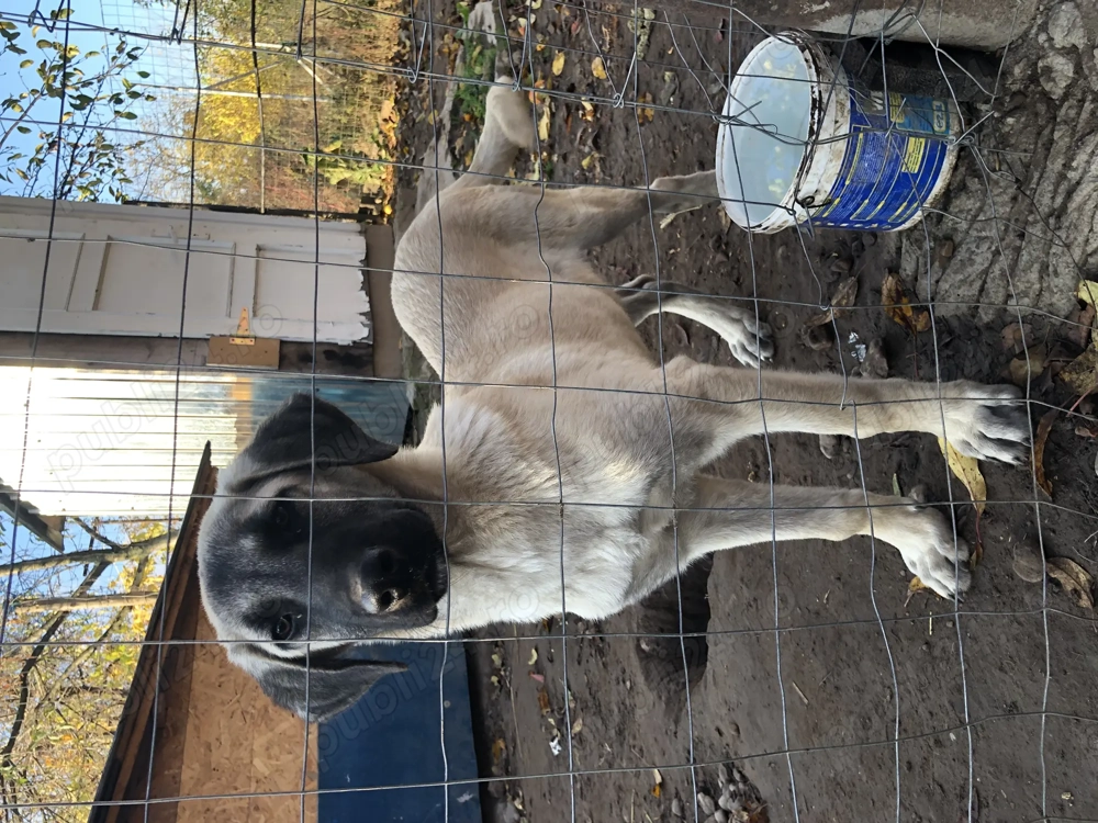 Mascul kangal varsta 4 luni