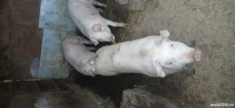 vând porci 120    150,, 250. kg 