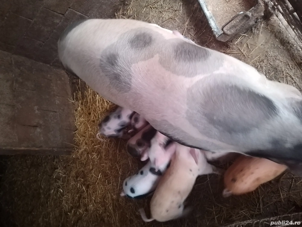 vand purcea cu 10 purcei 