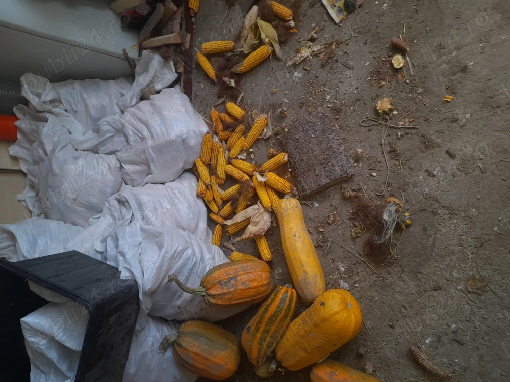 Porci de vinzare crescuti acasa sint hraniti cu uruiala porumb dovleci lucerna sint suta la suta bio