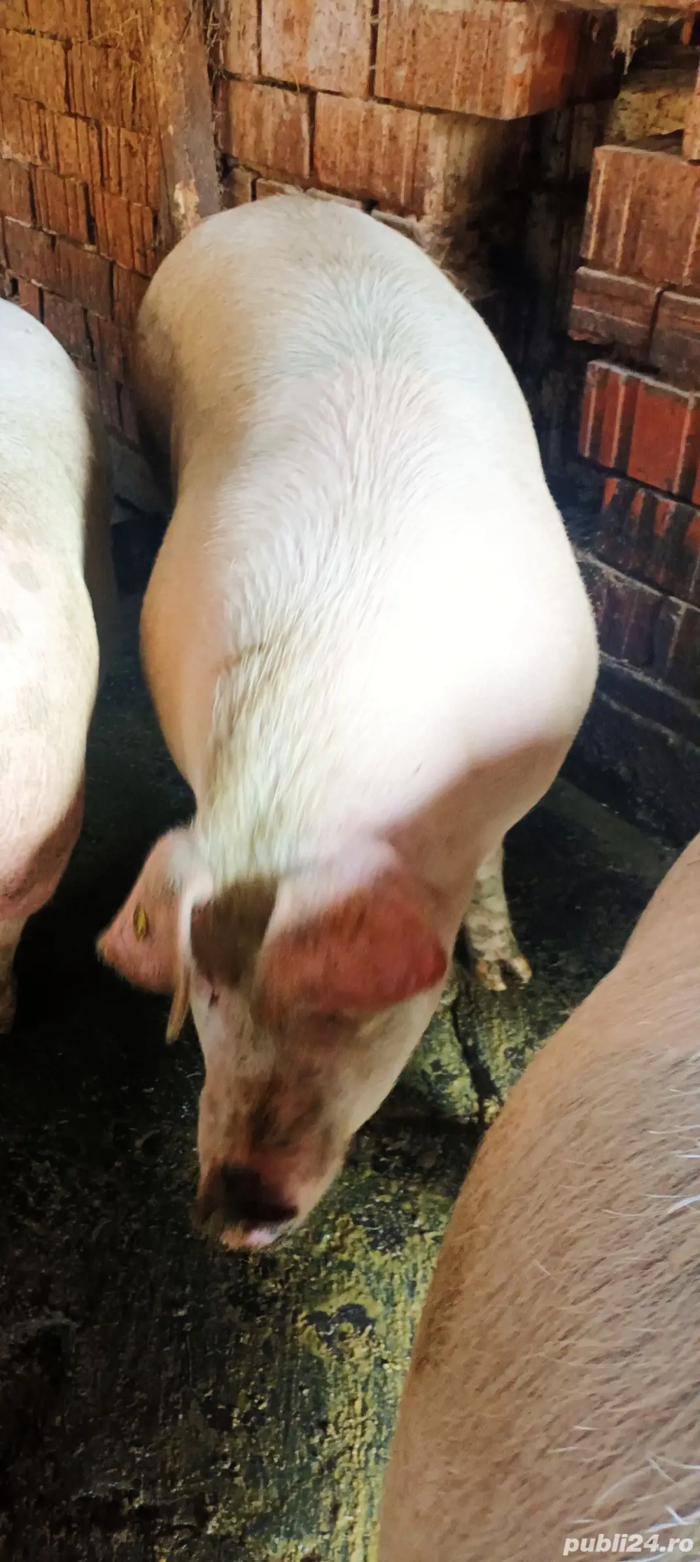 De vanzare porci  se pot rezerva pt Crăciun 