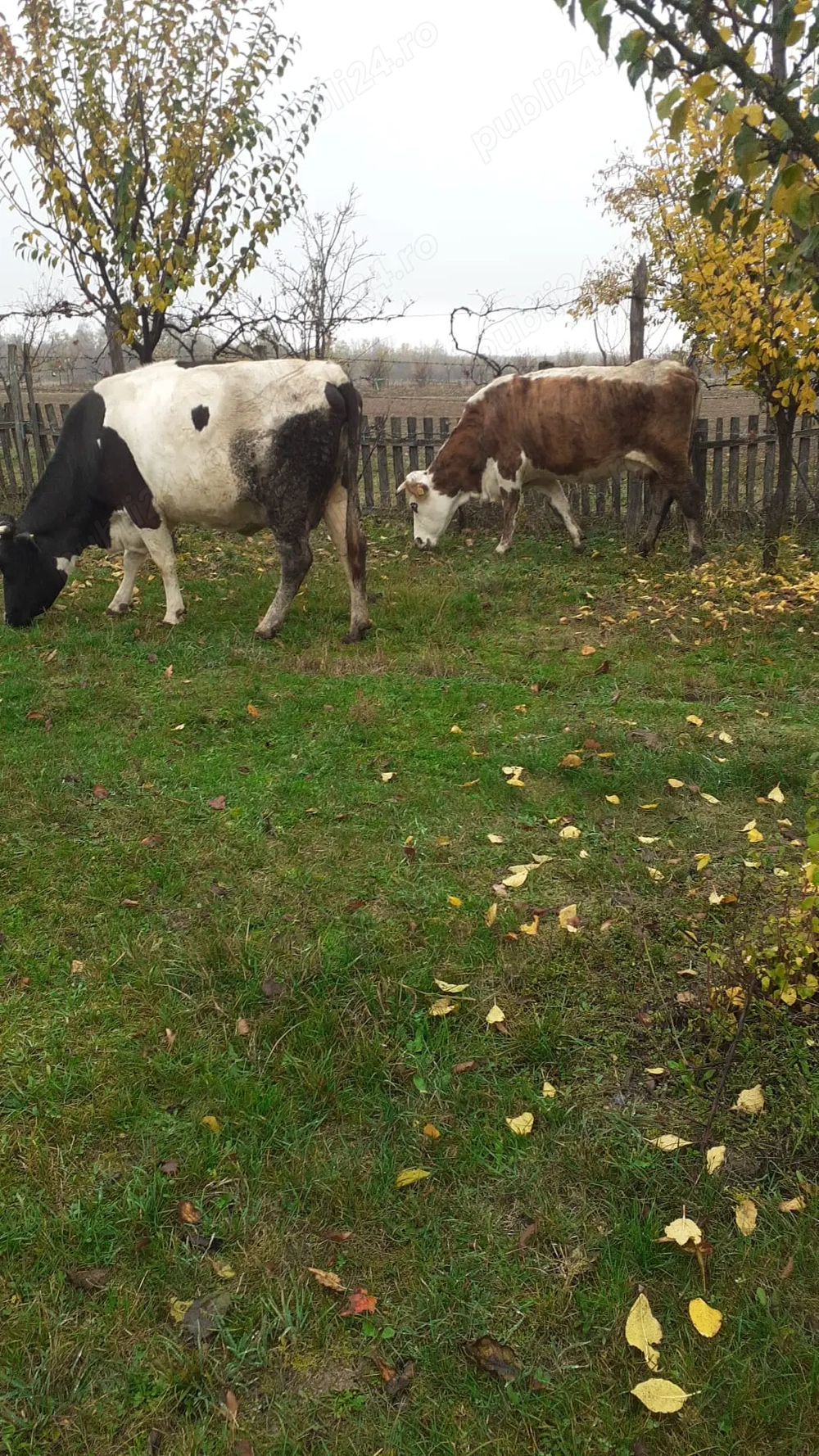 Vand doua vaci+ vitel