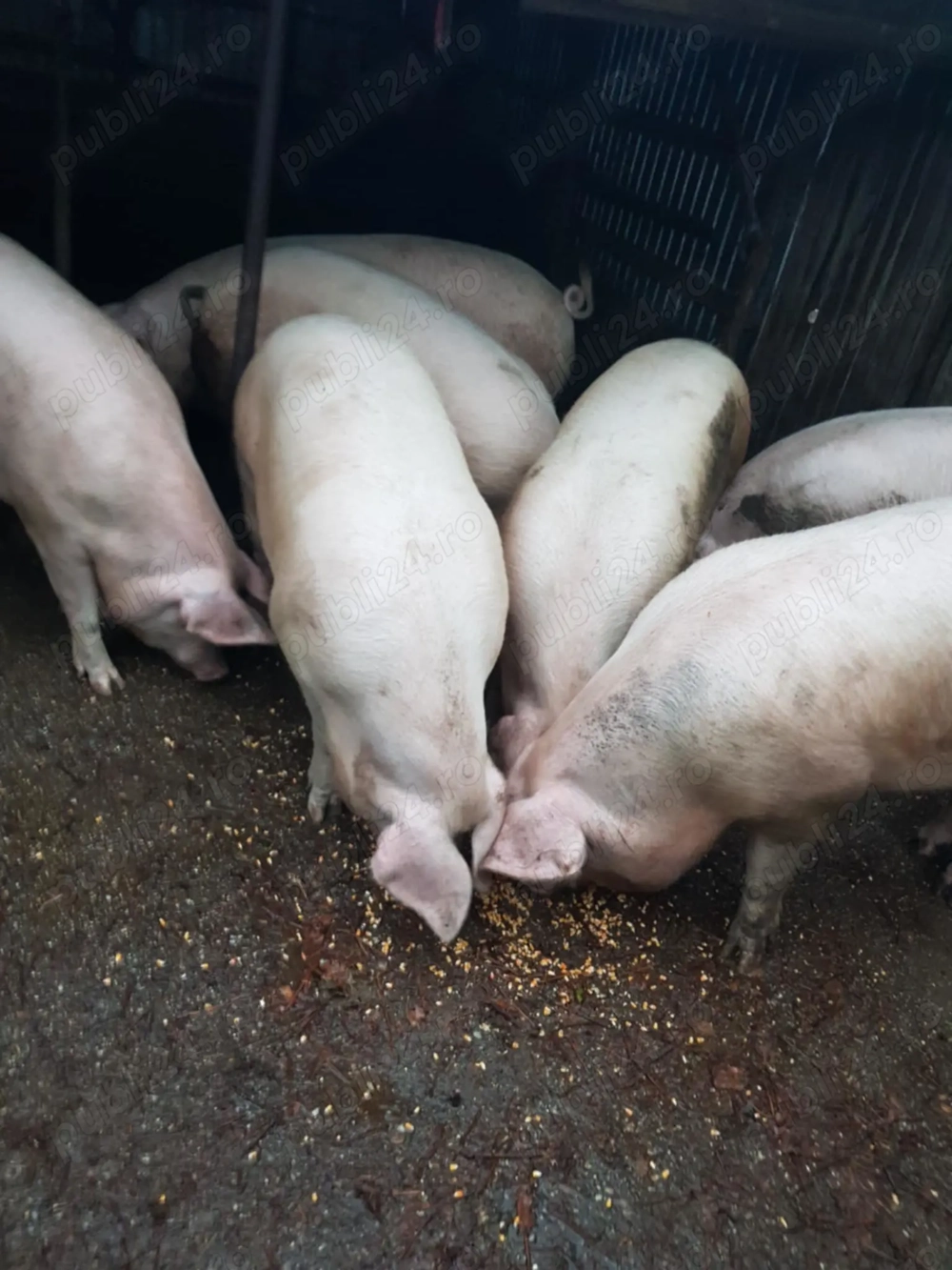 Oferta  - porci carne  pentru Craciun