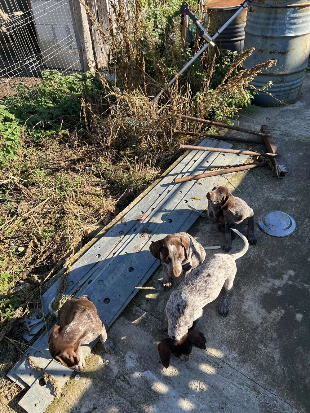 Vand catei Brac German par scurt