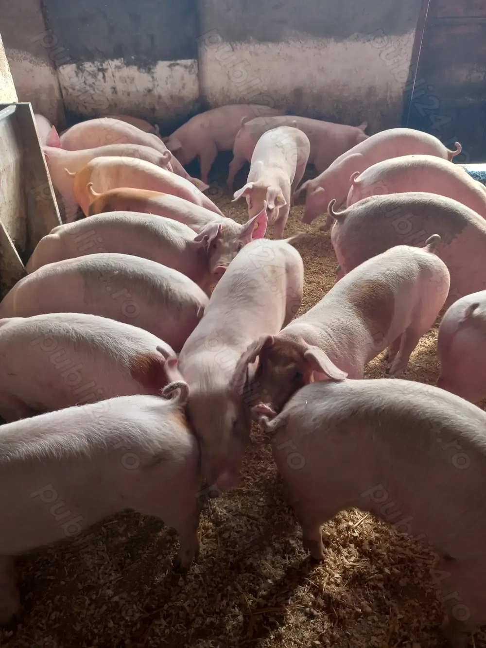 Vand purcei si grasuni