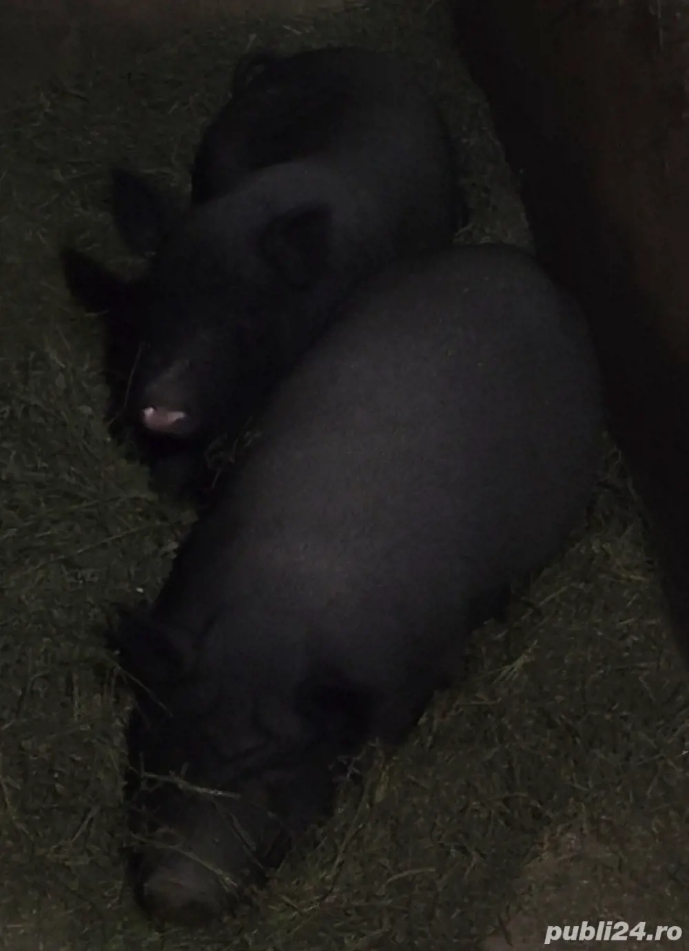 Super oferta scroafe vietnamez gestante