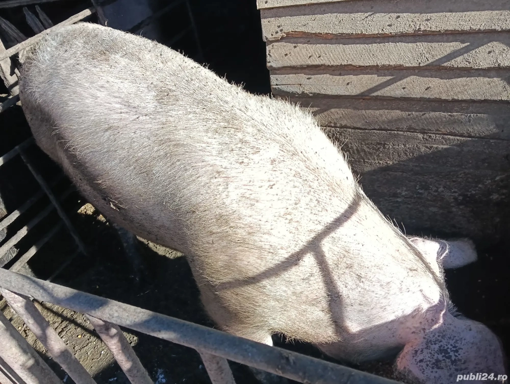 Porci de vânzare