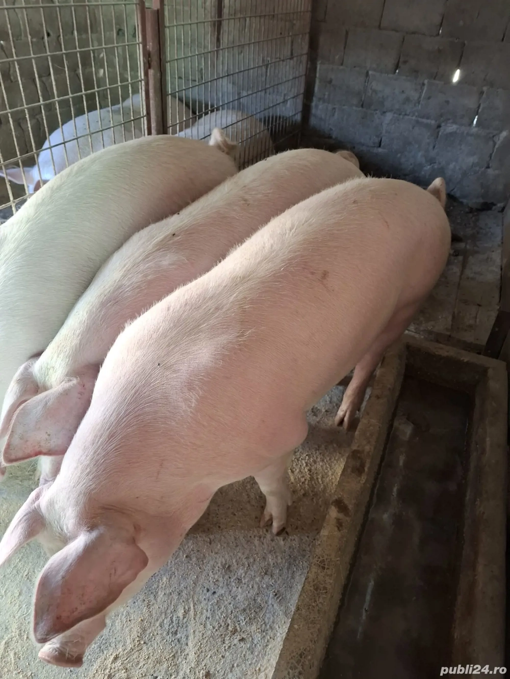 Vind 3 porci pt taiat