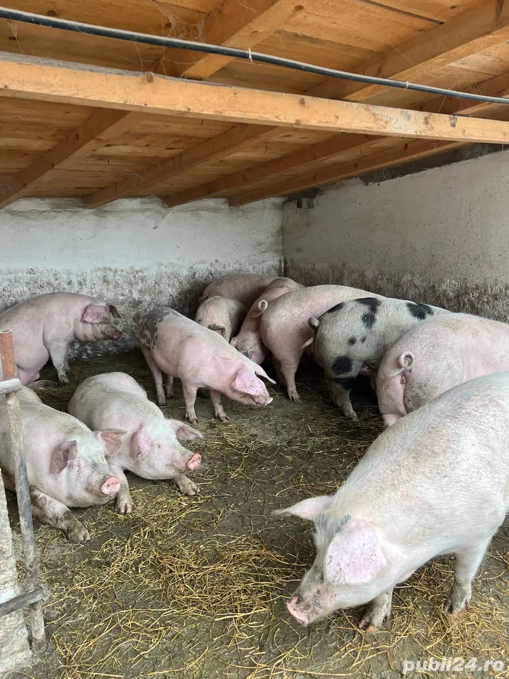 Porci Mari Oferta Rasa de Carne 100%