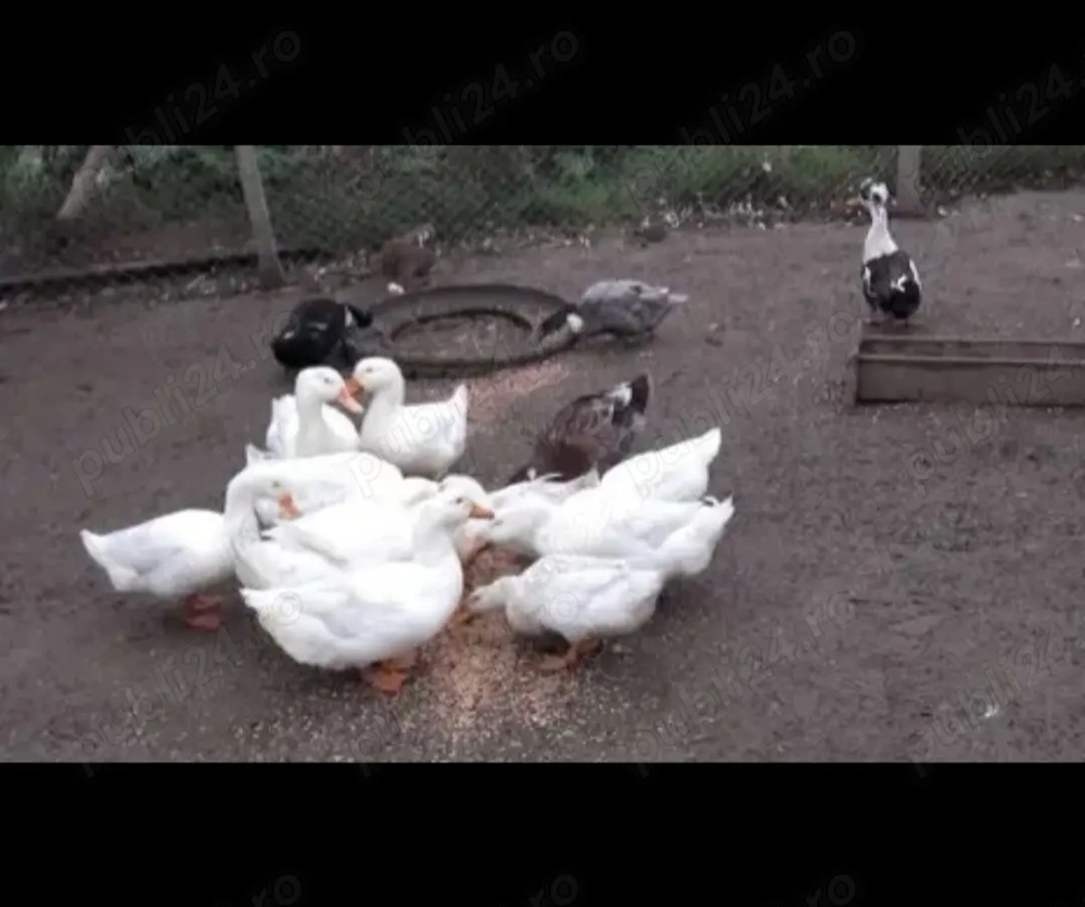 Rate lesesti si rate romanesti bio