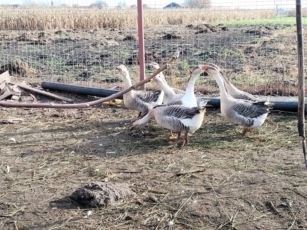 Gâște tinere de vînzare 
