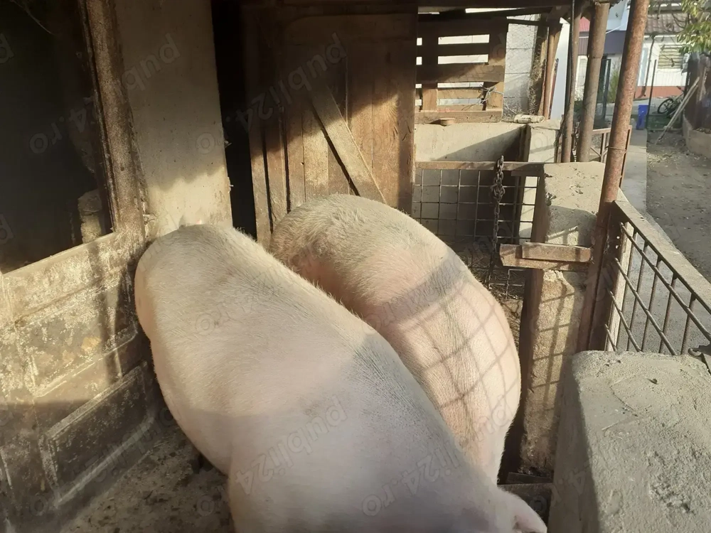 Pentru crăciun crescuți bio