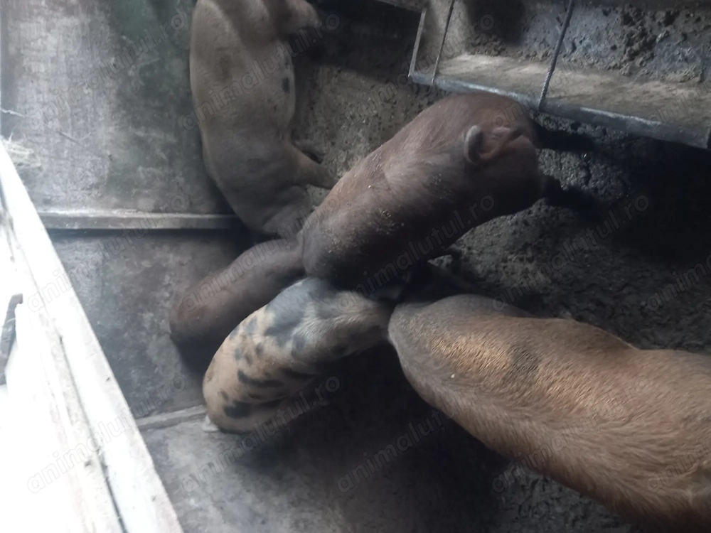 Disponibili porci 80-100kg.detalii la tel.  jud Sibiu