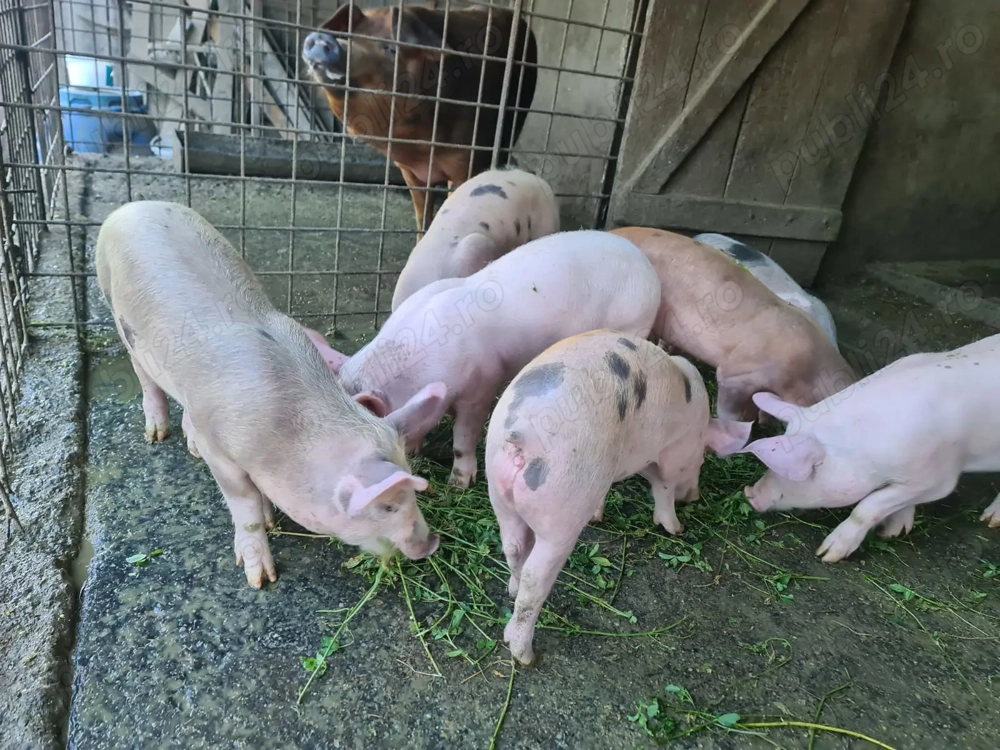 Purceluși de vanzare 