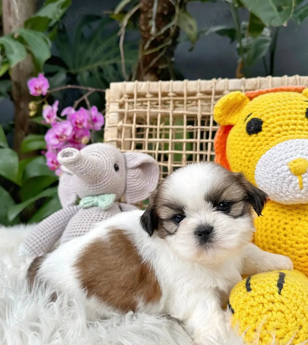 Shih tzu fetita superba 